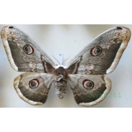 Saturnia pyri (Denis & Schiffermüller, 1775) female Pawica gruszówka Croatia 113mm82